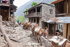 Manaslu Circuit