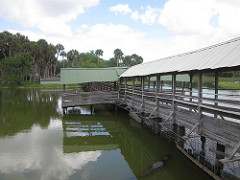 Gatorama - Palmdale, Florida