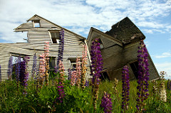 Collapsing & Lupins