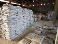 SNV_prosympac_jambi_field visit-150820-004