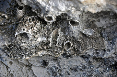 Ophiomorpha burrows in aragonitic limestone (Cockburn Town Member, Grotto Beach Formation, Upper Pleistocene, 114-127 ka; Ophiomorpha Bay, Cockburn Town Fossil Reef, San Salvador Island, Bahamas) 14