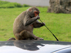Longleat Safari & Adventure Park 24-09-2013