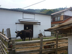 Nishinoshima Island, Oki Islands