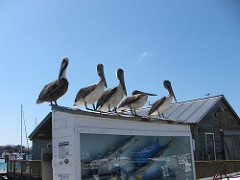 Pelicans