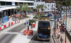 Phoenix Date Palms Torquay