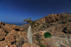 Homhil Plateau & Cucumber tree