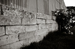 Rose bush against shed wall