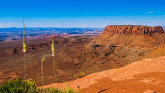 A Yucca At Island In The Sky