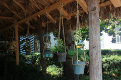 Plants in a garden in Ramsar