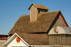 Ogden Peacock and Orange Sawblade