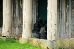 Longleat Safari & Adventure Park 24-09-2013