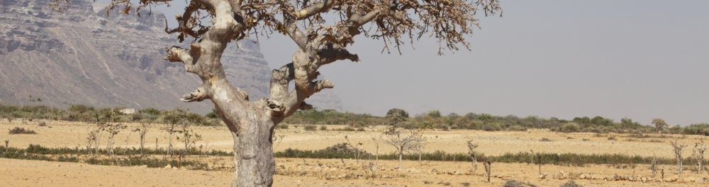 билеты на прямые рейсы в Бурао