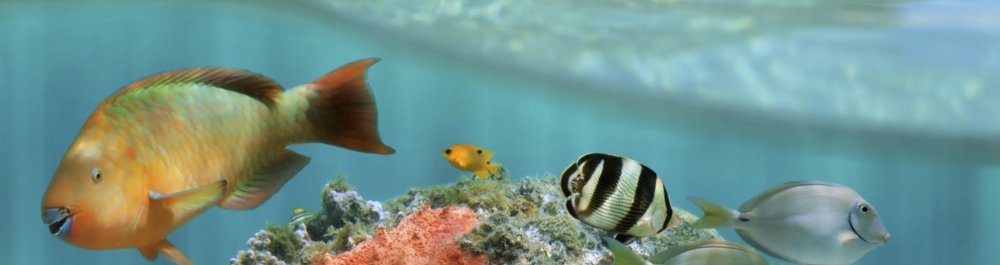 билеты на прямые рейсы в Читре