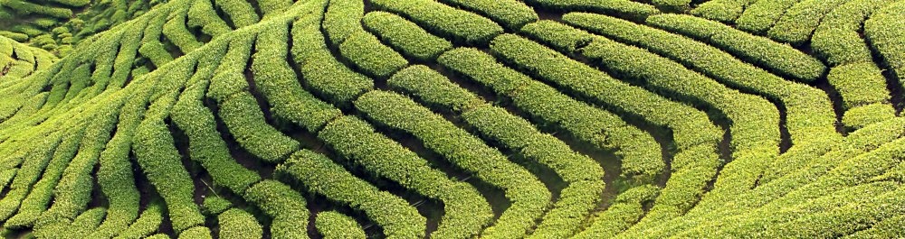 билеты на прямые рейсы в Чийаи