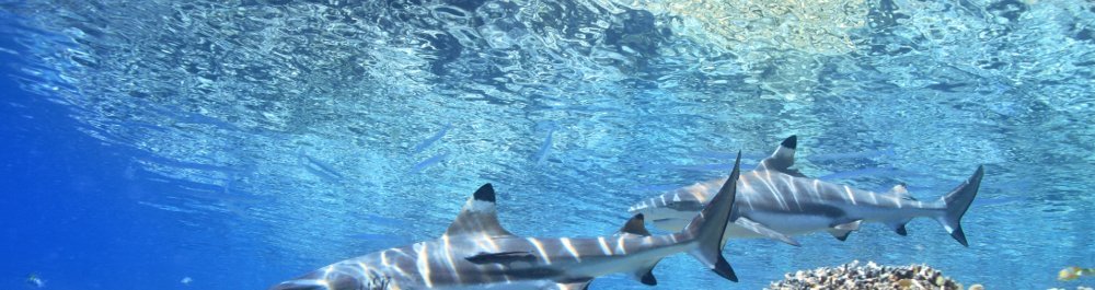 билеты на прямые рейсы в Хониару