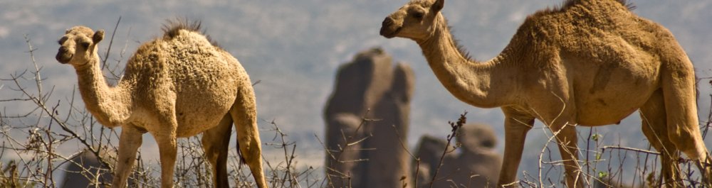 билеты на прямые рейсы в Хараре