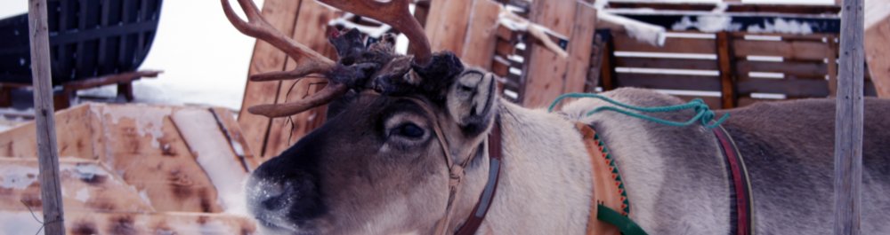 билеты на прямые рейсы в Кеми