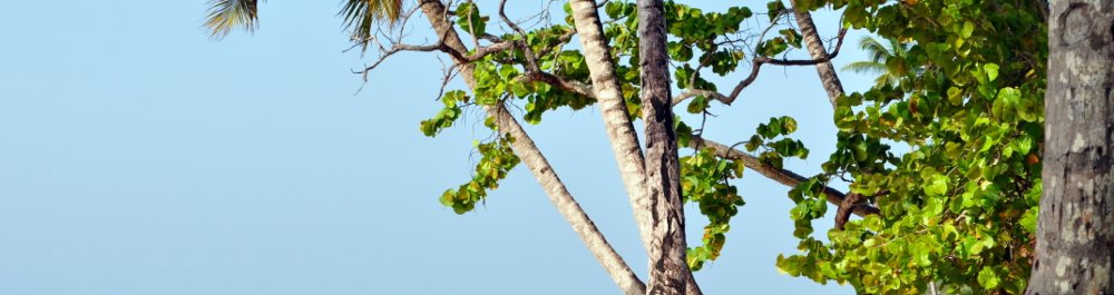 билеты на прямые рейсы в Лонсестона