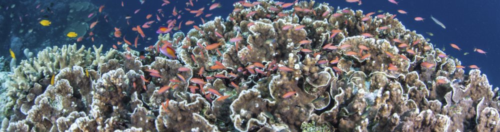 билеты на прямые рейсы в Моно