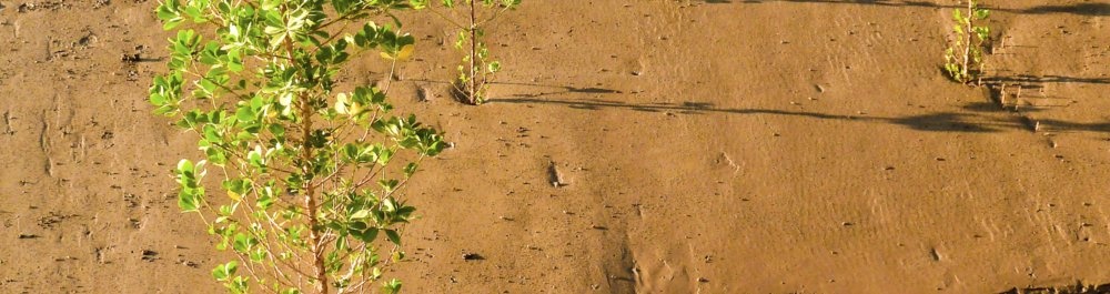 билеты на прямые рейсы в Нуадибу