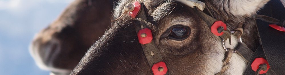 билеты на прямые рейсы в Новый Уренгой