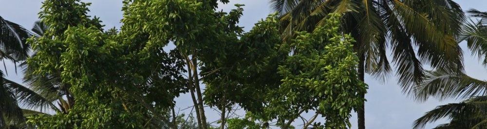 билеты на прямые рейсы в Бисау