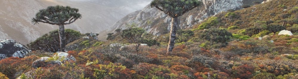 билеты на прямые рейсы в Сокотру