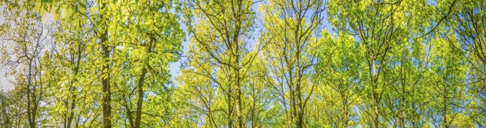 билеты на прямые рейсы в Сойо