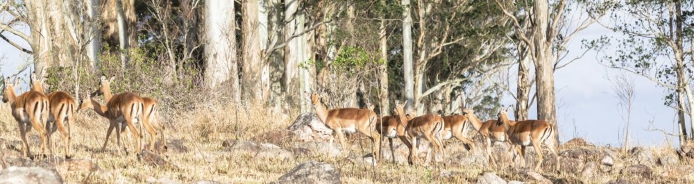 билеты на прямые рейсы в Ньялу