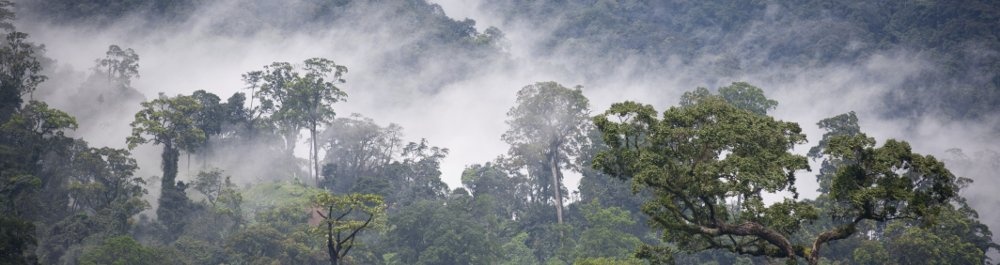 билеты на прямые рейсы в Яунде