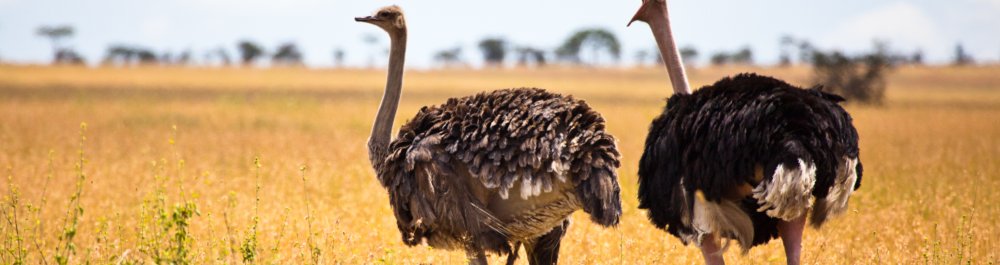 Авиабилеты в Белиз цена