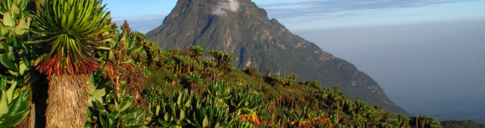 Авиабилеты в Конго, Демократическаю Республику цена