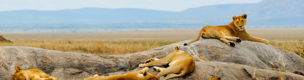 Авиабилеты в Камерун цена