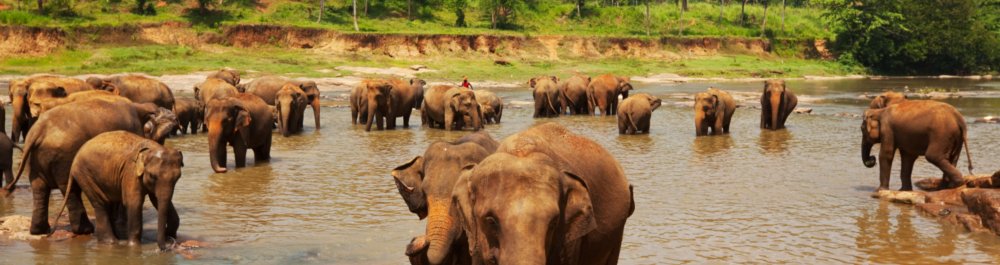 Авиабилеты в Шри-Ланку цена