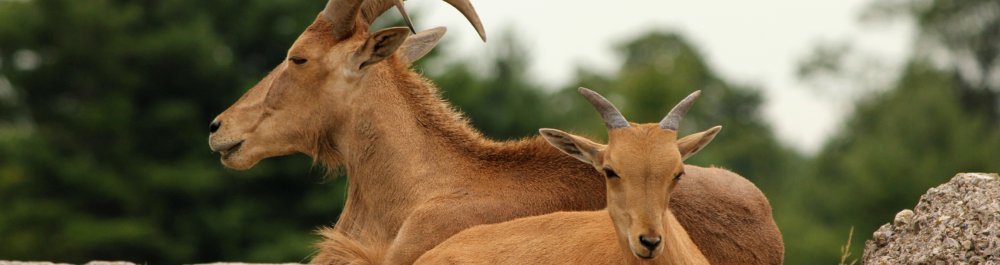 Авиабилеты в Нигерию цена