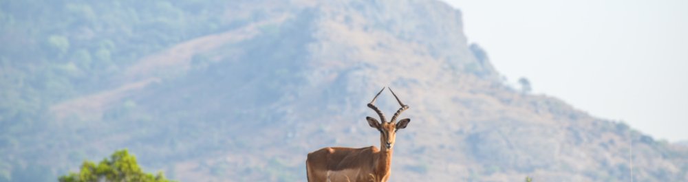 Авиабилеты в Свазиленд цена