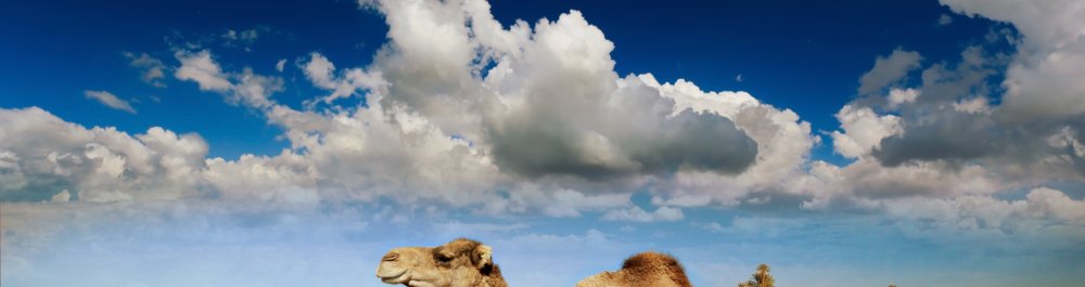 Авиабилеты в Тунис цена