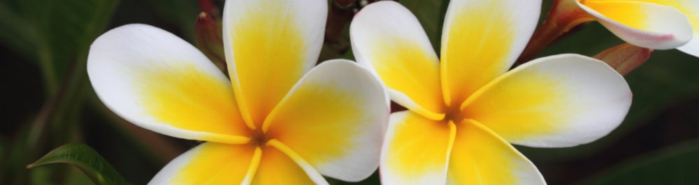 Авиабилеты в Тонгу цена