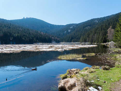 Kleiner Arbersee (Böhmerwald / Bayerischer Wald - Germany - 160430)